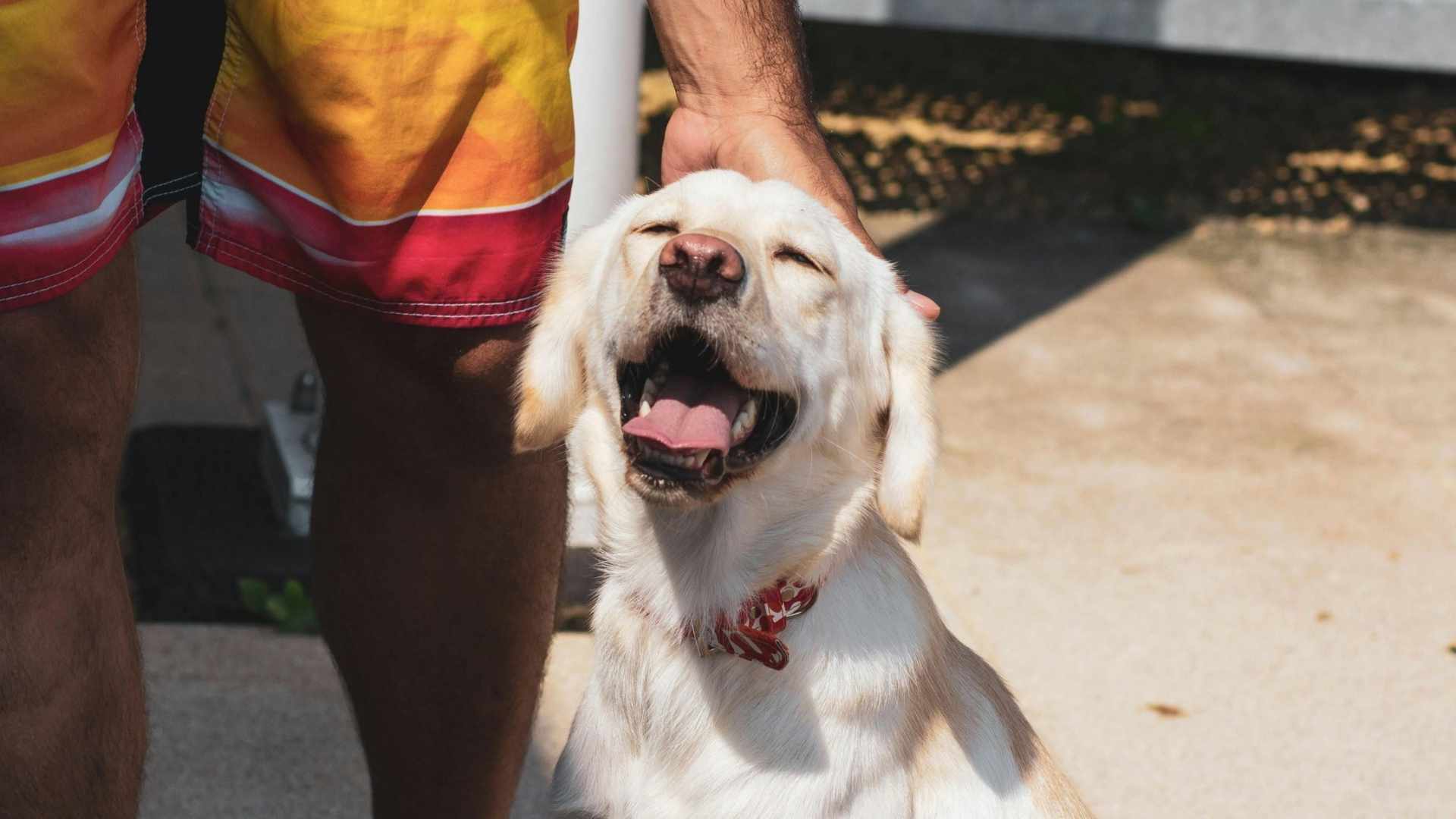 perrito al sol